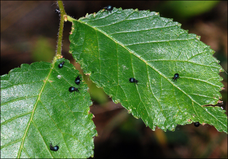 chi sono questi signori? Apionidae